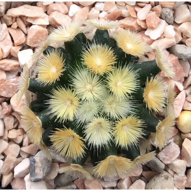 YuiPae's tweet image. ฉันกำลังขาย 🌸🌸🌸ต้าวบุดด้า🏝บุ... ที่ Shopee ในราคาสุดพิเศษเพียง ฿3,860 ซื้อเลยที่ shopee.co.th/charcoalcactus… #ShopeeTH