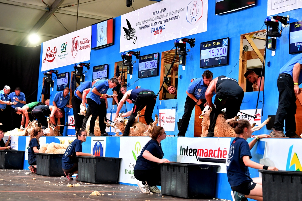 Le Dorat en #HauteVienne va de nouveau vivre au rythme de la tonte de moutons ce samedi

lepopulaire.fr/dorat-87210/lo…

<a href="/AmtmLeDorat/">AMTM - Le Dorat 2019</a>