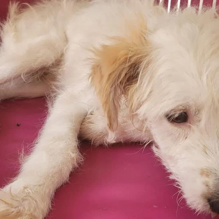 perrosdemalaga's tweet image. 🆘🆘🆘 ACOGIDA URGENTE 🆘🆘🆘

¡ Tenemos una buena y una mala noticia ! 
La buena es que le han dado el alta a copito por parvovirus,ha mejorado tanto que 
¡ Ya come solo !  
#perrosdemalaga #ACOGIDA