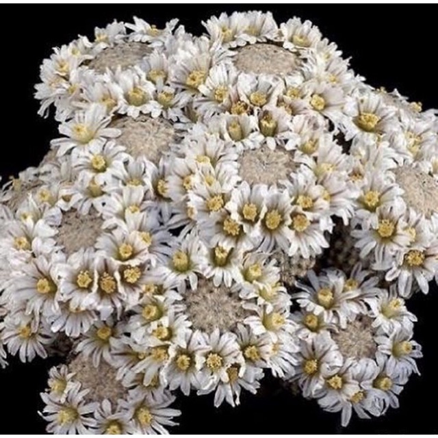 YuiPae's tweet image. ฉันกำลังขาย 🌸🌸🌸🌸Mammillaria ... ที่ Shopee ในราคาสุดพิเศษเพียง ฿1,200 ซื้อเลยที่ shopee.co.th/charcoalcactus… #ShopeeTH