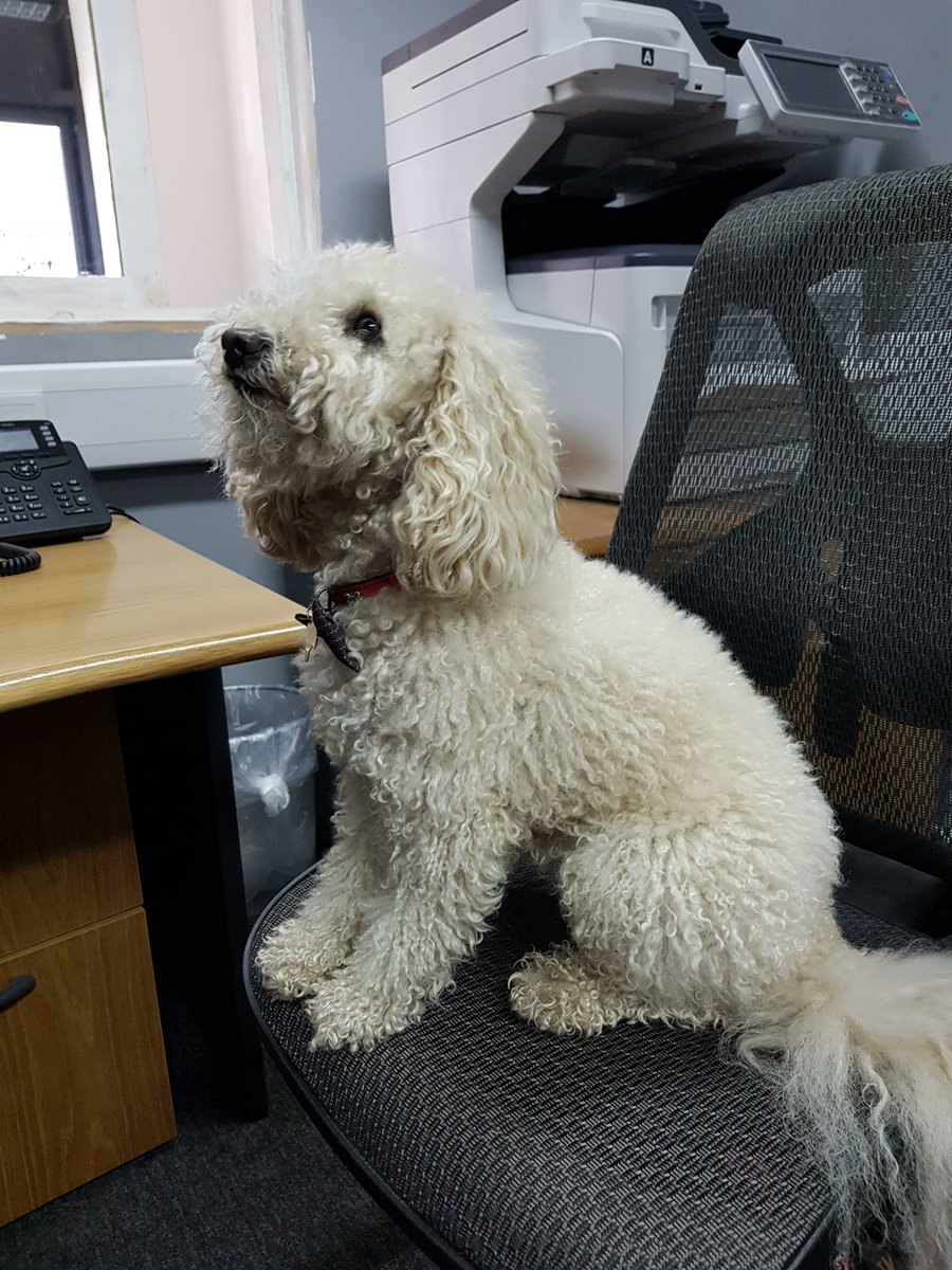 cbscleaning1's tweet photo. The office team are happy to have this fluffy addition with us today! #BringYourDogToWorkDay 🐶 https://t.co/iRnwR5me0J