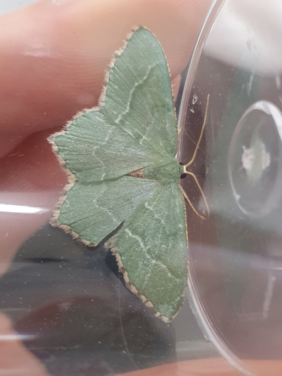Consistent traps! 85 moths, 35 species. First emerald and buff arches of the year, and a beautiful hook tip - new for the campus gardens! #teammoth #universitymothchallenge <a href="/savebutterflies/">Butterfly Conservation 🦋</a> <a href="/ZoologySwansea/">SwanseaZoology</a> @BiologySwansea #InsectWeek22