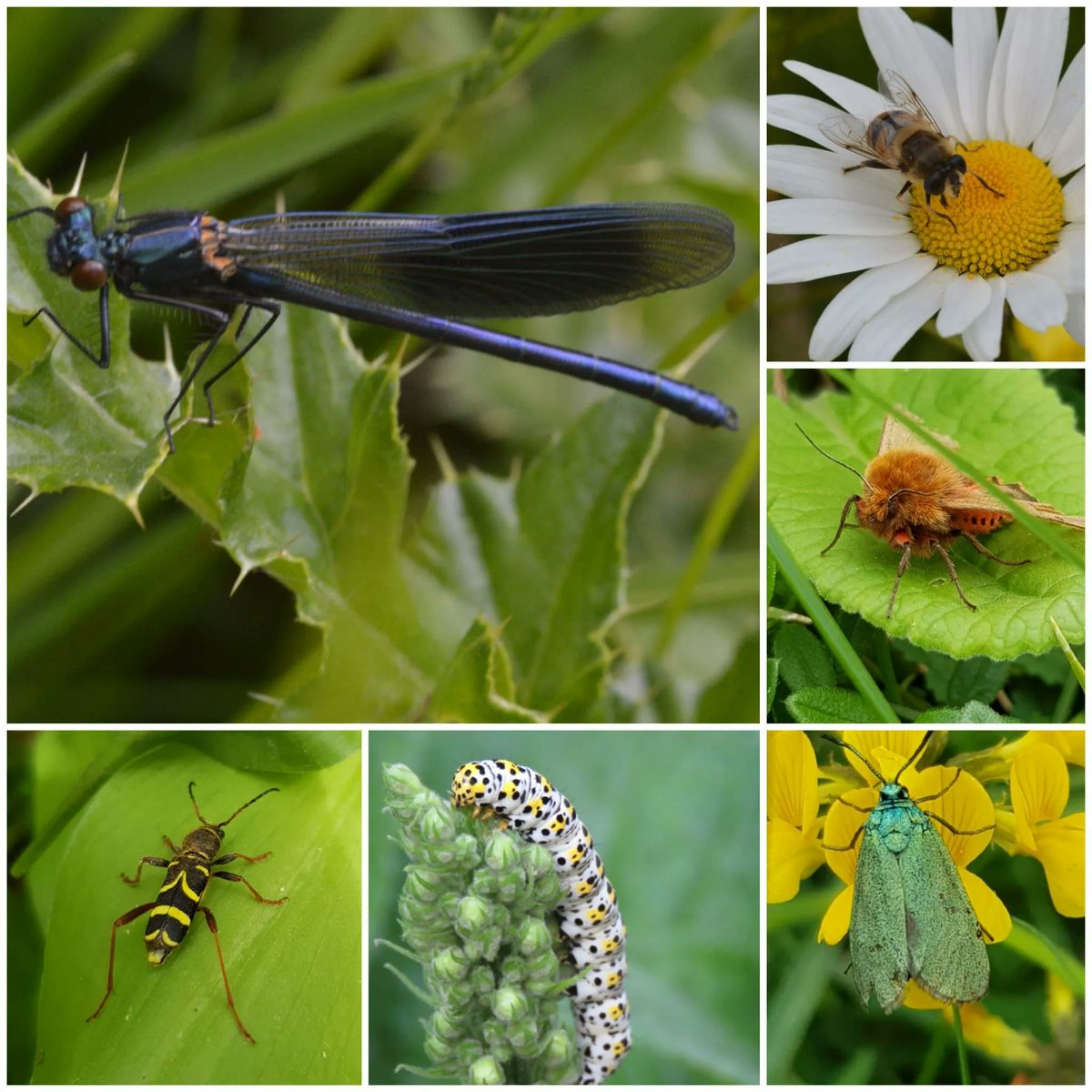 RandallPayne's tweet photo. π¦ With all our gardens and local parks buzzing with activity, nationally from 20 to 26 June 2022 the UK celebrates #InsectWeek. Kaye, who has a passion for wildlife photography, has taken these amazing pics to mark the occasion. #GlosBiz @insectweek #WhatIsYourFavouriteInsect https://t.co/WwALADtcrc