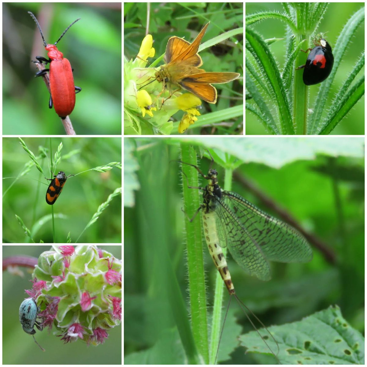 RandallPayne's tweet photo. π¦ With all our gardens and local parks buzzing with activity, nationally from 20 to 26 June 2022 the UK celebrates #InsectWeek. Kaye, who has a passion for wildlife photography, has taken these amazing pics to mark the occasion. #GlosBiz @insectweek #WhatIsYourFavouriteInsect https://t.co/WwALADtcrc