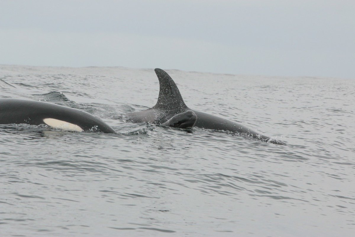 BREAKING: ORCAS AND A BABY PILOT WHALE 😱😱😱😱
Yesterday our team found a group of playful #orcas and to our absolute astonishment amongst the orcas was a newborn pilot whale. There were no observations of pilot whales in the area the whole day. Where did this baby come from? 😱