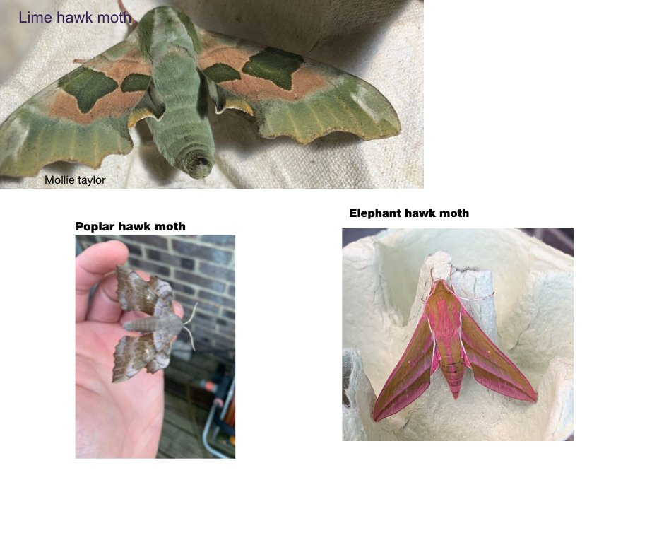 Insect week bonus moths!! The spectacular Hawk moths, again showcasing the biodiversity of our green and pleasant BCP Provided from and for the people of BCP. Assisted by dedicated our conservationists.