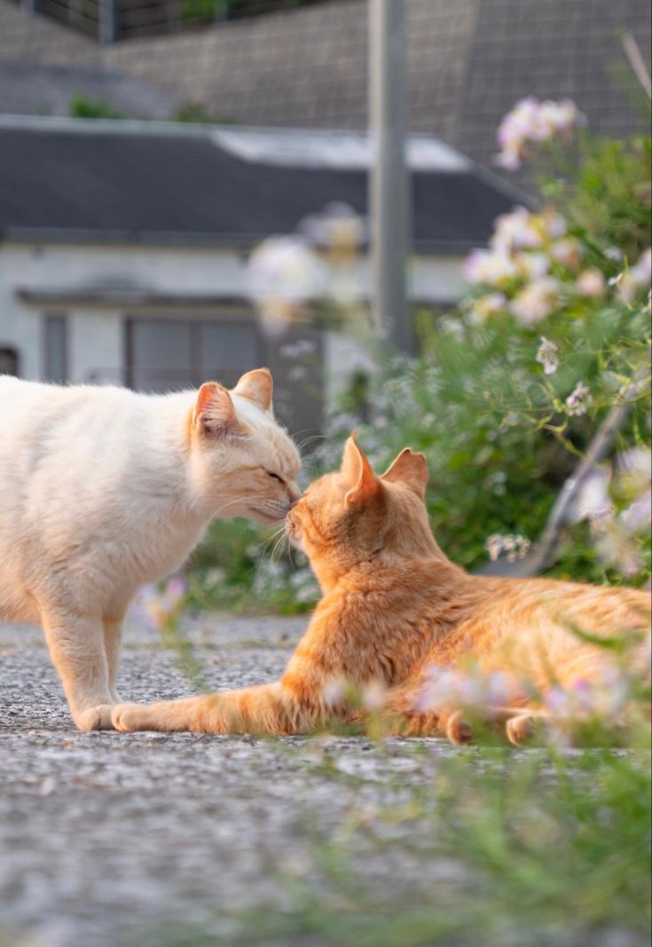 @catfan57200 @CassinDe23 @JeanneReinhart @Papounay_ @limon_jaime @MOCA7500 @Franc_de_Sousse @hagaysobol Un peu de tendresse pour finir la semaine pour toi #ChèreMariele 💋 🍃 🐱 et toute #LaTeam 💚