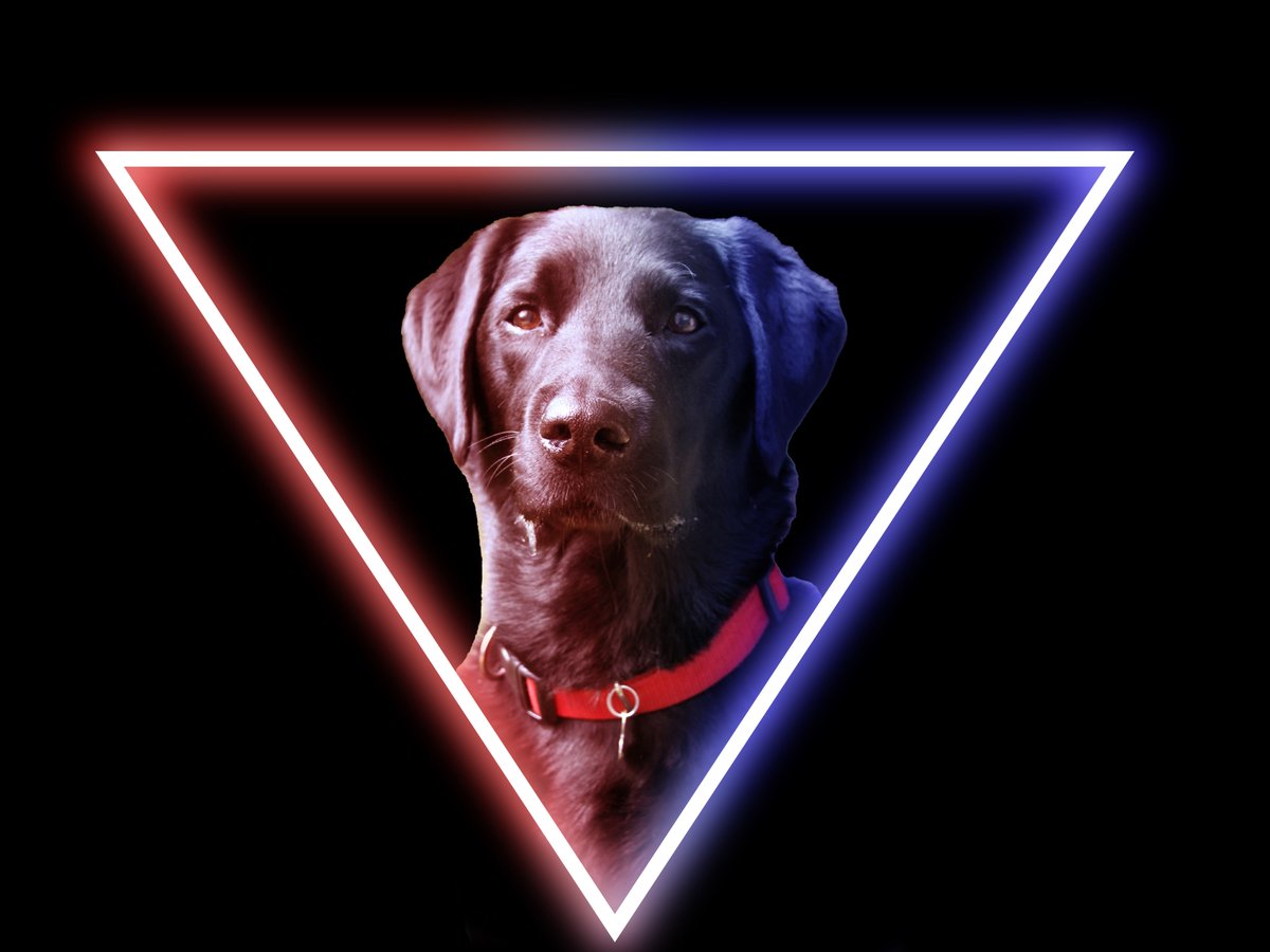 Inphotored's tweet photo. I quickly created a glowing triangle around Lexi.

#dog #pet #petdog #neon #neonglow https://t.co/4n8L7huUJv