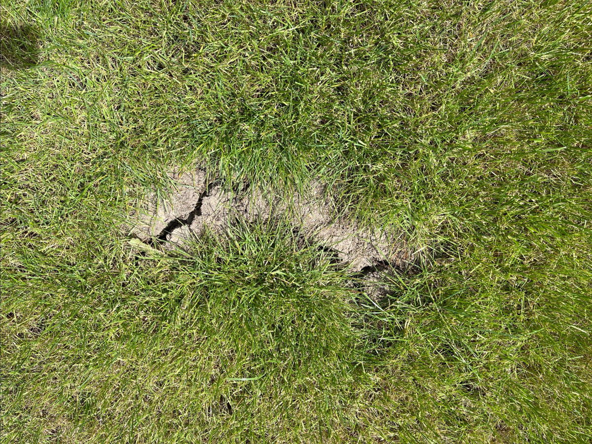 lawntigeruk's tweet photo. We are noticing many lawns are showing the impact of the recent hot weather. Grass is hardy but needs water to keep it alive and healthy. 

Visit our website for our blog on watering like a pro! 

https://t.co/90JgD6eDyM https://t.co/FQKoM8VC0W