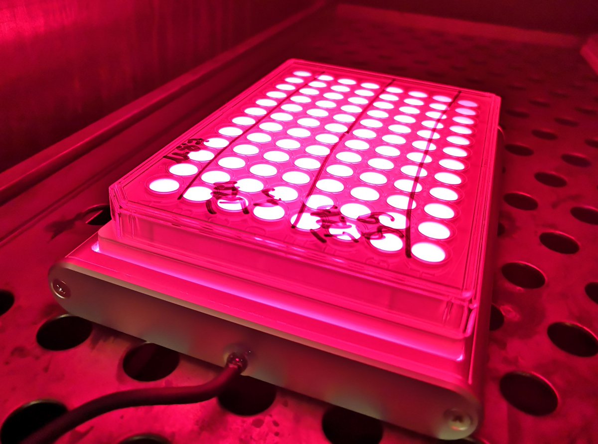 PSMISB's tweet photo. Let's go for in cellulo irradiation of our compounds! #RealTimeBio #RealTimeChem https://t.co/0KD0DS9MZT