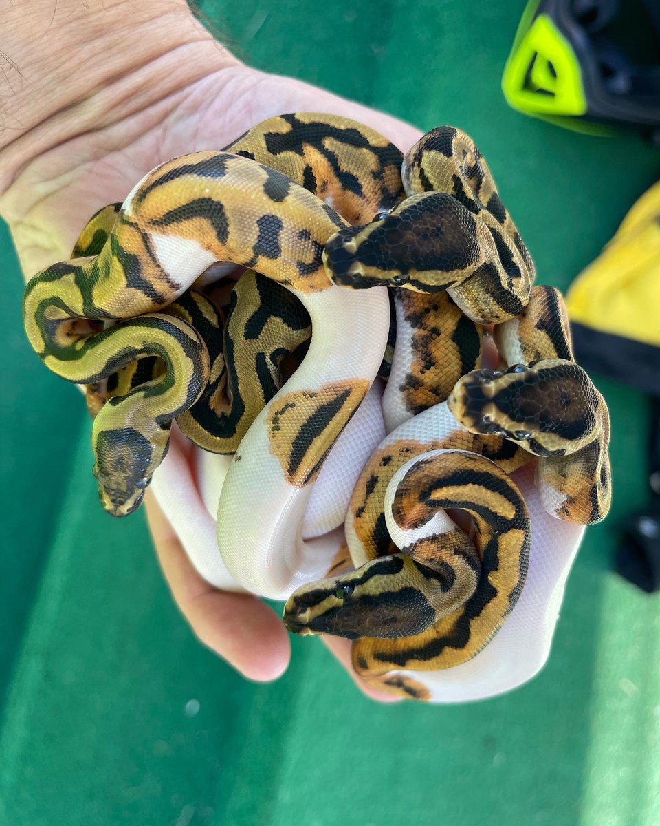 ICEMAN2323's tweet image. Piles of Pieds ! #pieds #buildinganarmyofpieds #piedballpython #piebald A huge shout out to @double_m_reptiles for always helping hatch these little beauties. @usark_official #usark #usarkmember #usark9 #usarkfl #usark_official #icemanreptiles #fortheloveofthehobby