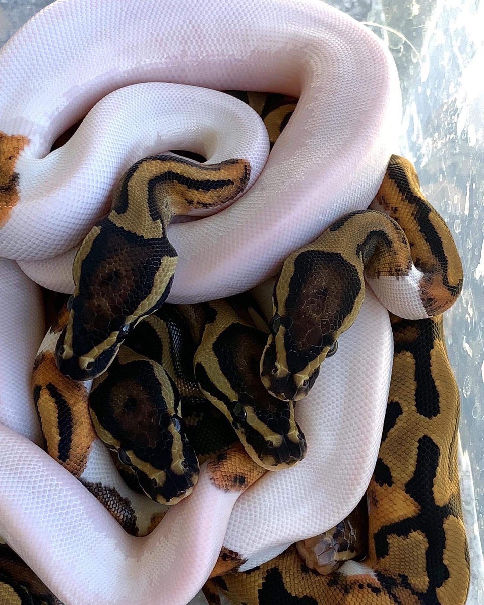 ICEMAN2323's tweet image. Piles of Pieds ! #pieds #buildinganarmyofpieds #piedballpython #piebald A huge shout out to @double_m_reptiles for always helping hatch these little beauties. @usark_official #usark #usarkmember #usark9 #usarkfl #usark_official #icemanreptiles #fortheloveofthehobby