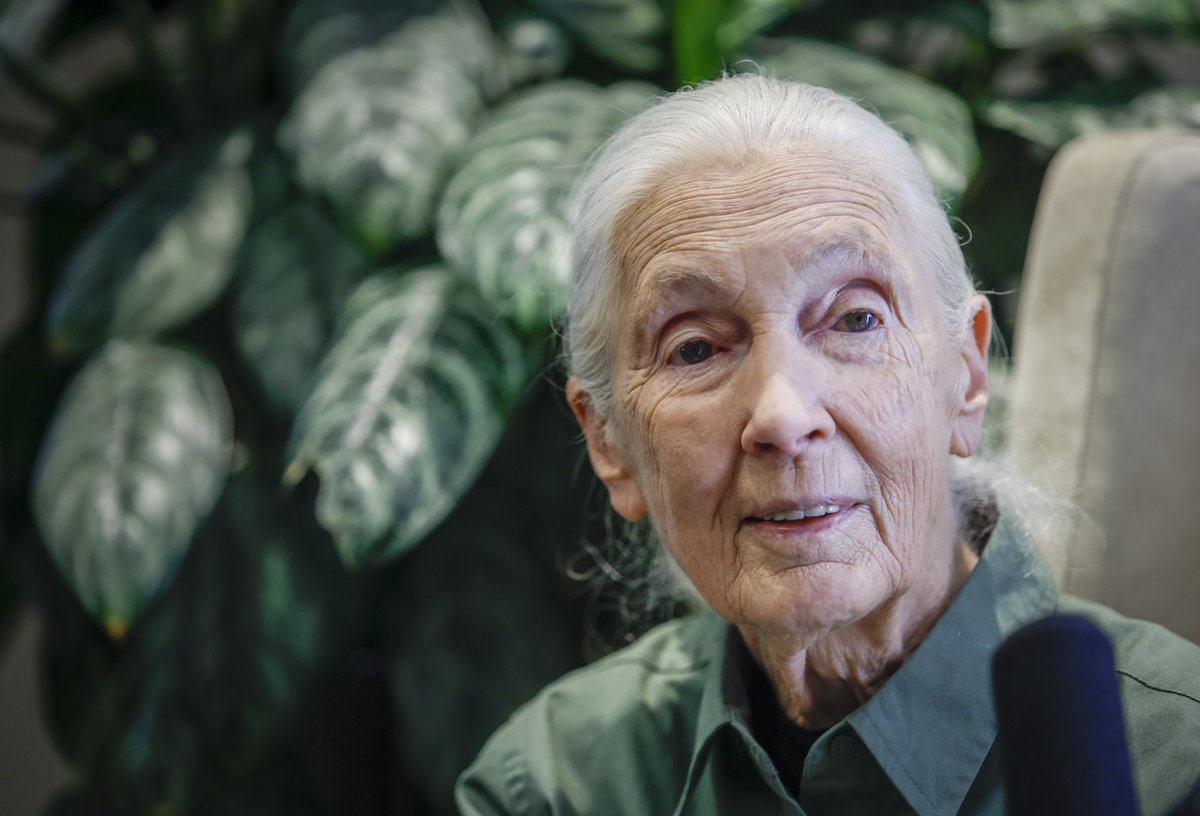 Jane Goodall returns to live events in effort to inspire hope, action on environment cp24.com/news/jane-good…