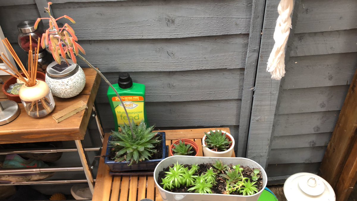 meg_winstone's tweet photo. Succulent on the left has produced all of these! Anyone have an ID ideas on the species? The long middle part has grown super quick and would love to know what it is! https://t.co/lVCMaxRQLw
