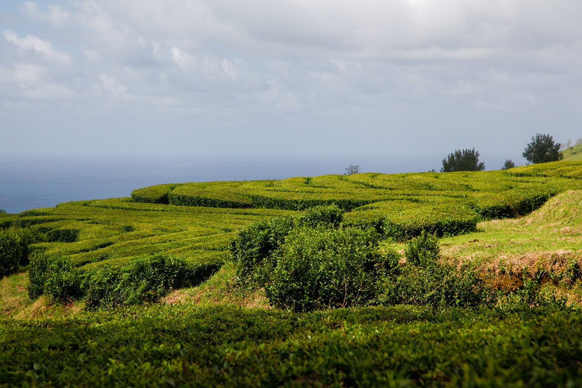 Cette semaine dans le blog Chercheur de Thé, François-Xavier Delmas, fondateur de Palais des Thés nous transporte sur l’île de São Miguel aux Açores pour découvrir des terres aux reliefs montagneux qui abritent de magnifiques jardins de thés.

👉 bit.ly/3zZIzrU