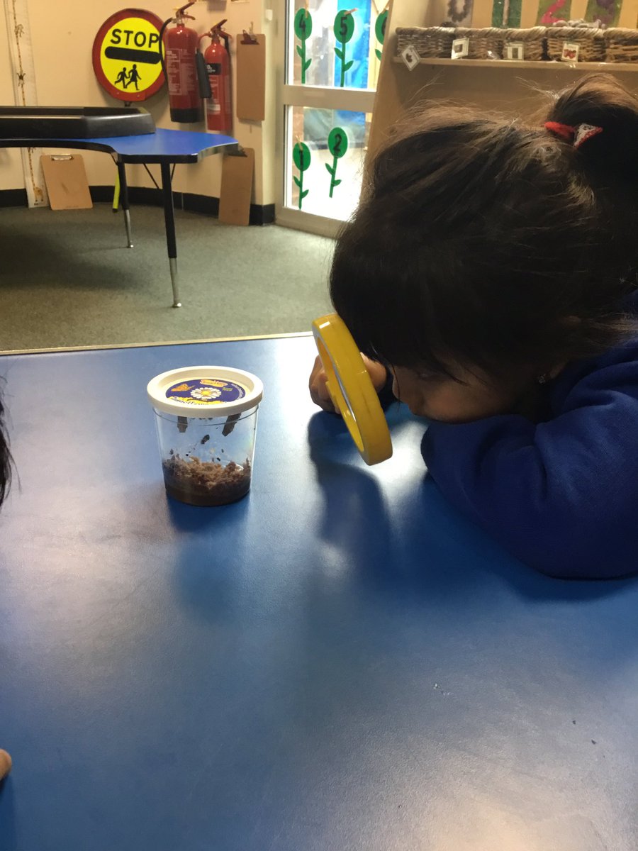 The children and caterpillars have been working very hard in Nursery. The caterpillars have eaten lots of food and made their cocoons. The children have been making observational drawings and talking about life cycles. We cannot wait to meet the beautiful butterflies.