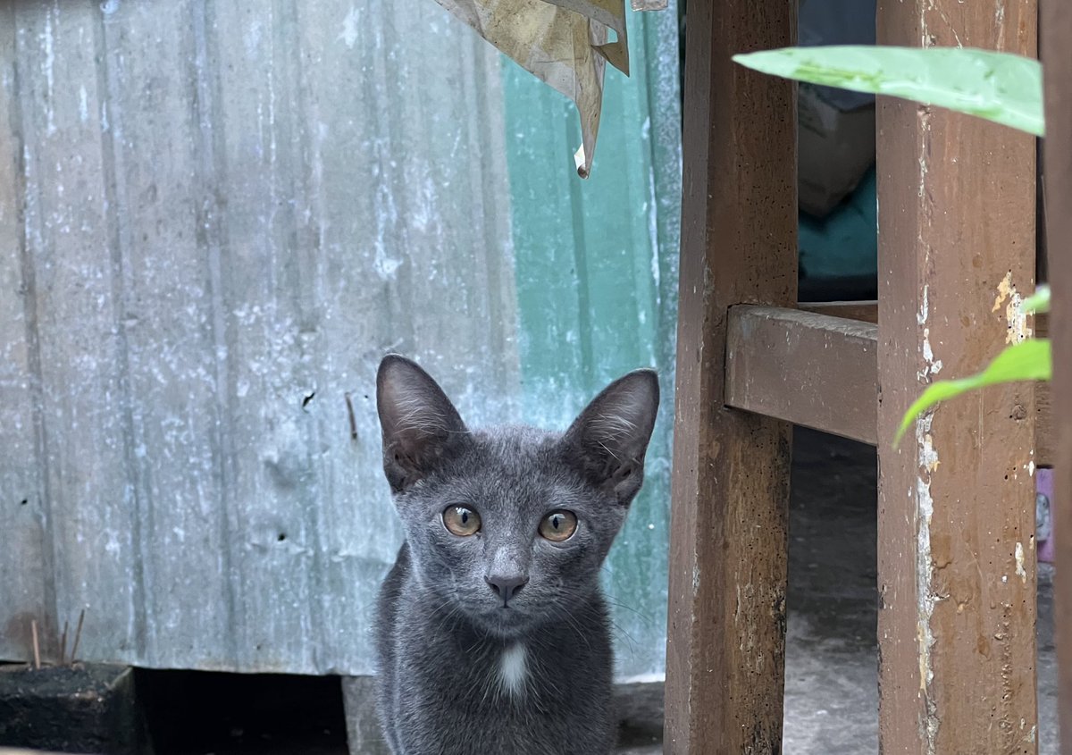 swagcatsth's tweet photo. น้องเป็นแมวบ้านคนอื่น ทำไมแมวเด็กน่ารักจุงเงย 🥰😍 https://t.co/EbI1MFtM0F