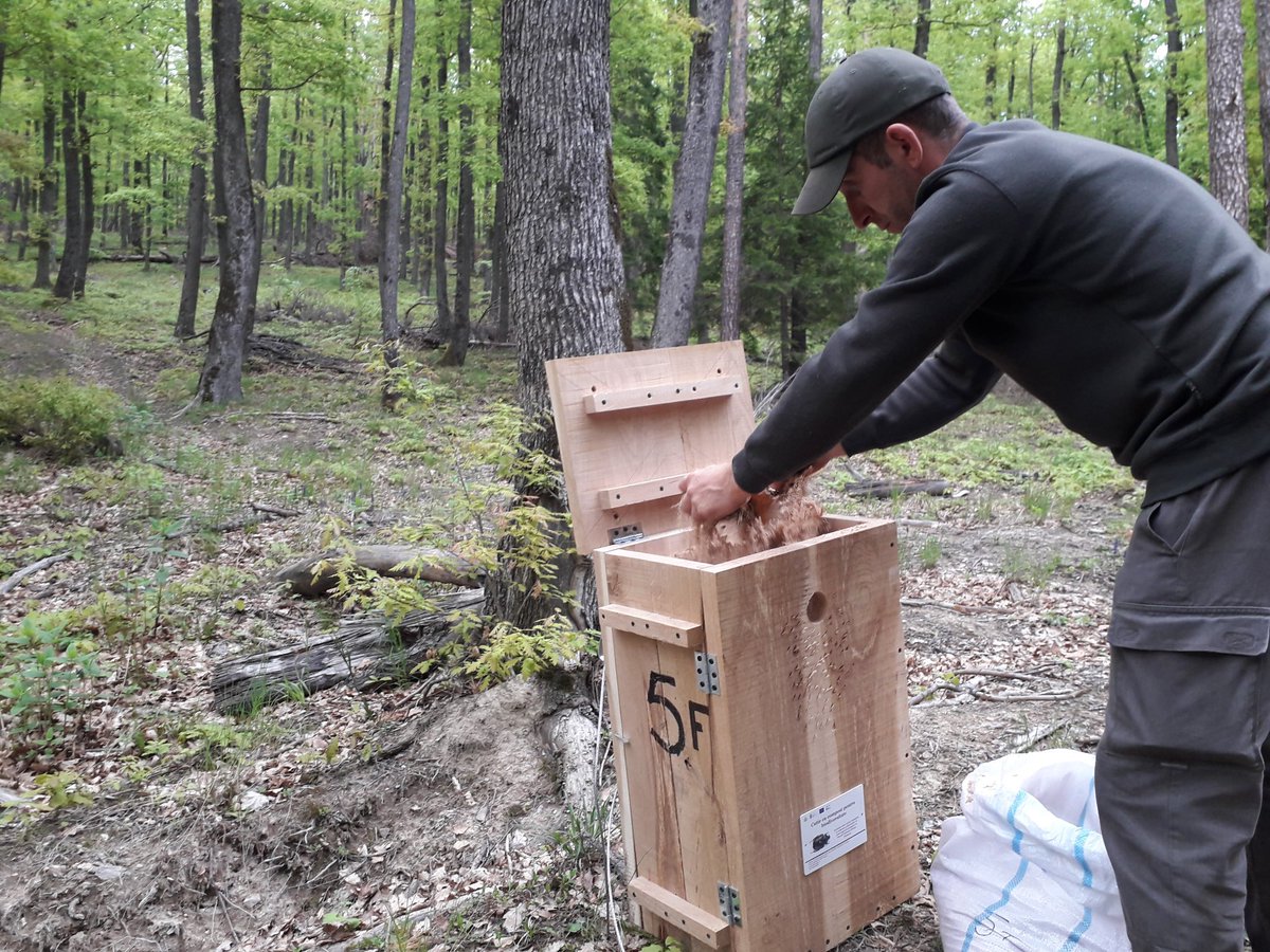 Insect conservation activities in the Putna-Vrancea Natural Park. Teamwork for mounting wooden boxes filled with vegetable material and piles of dead wood.
#saproxylicinsects #LifeROsalia #NatureConservationExperience #TeamWorkforNatureConservation