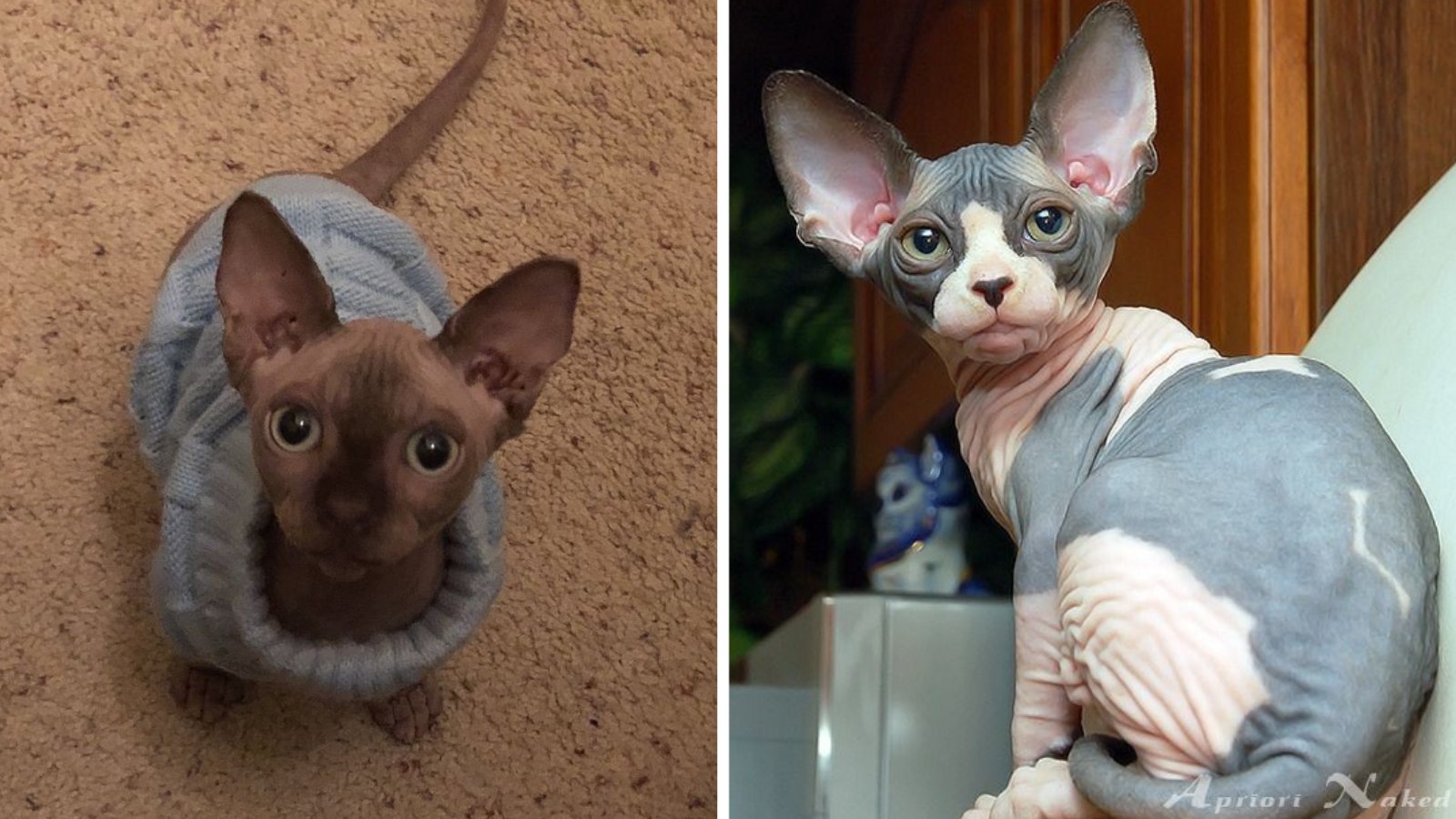 izzy🧁 ˚˖⋆ (pixiieweb) / Twitter