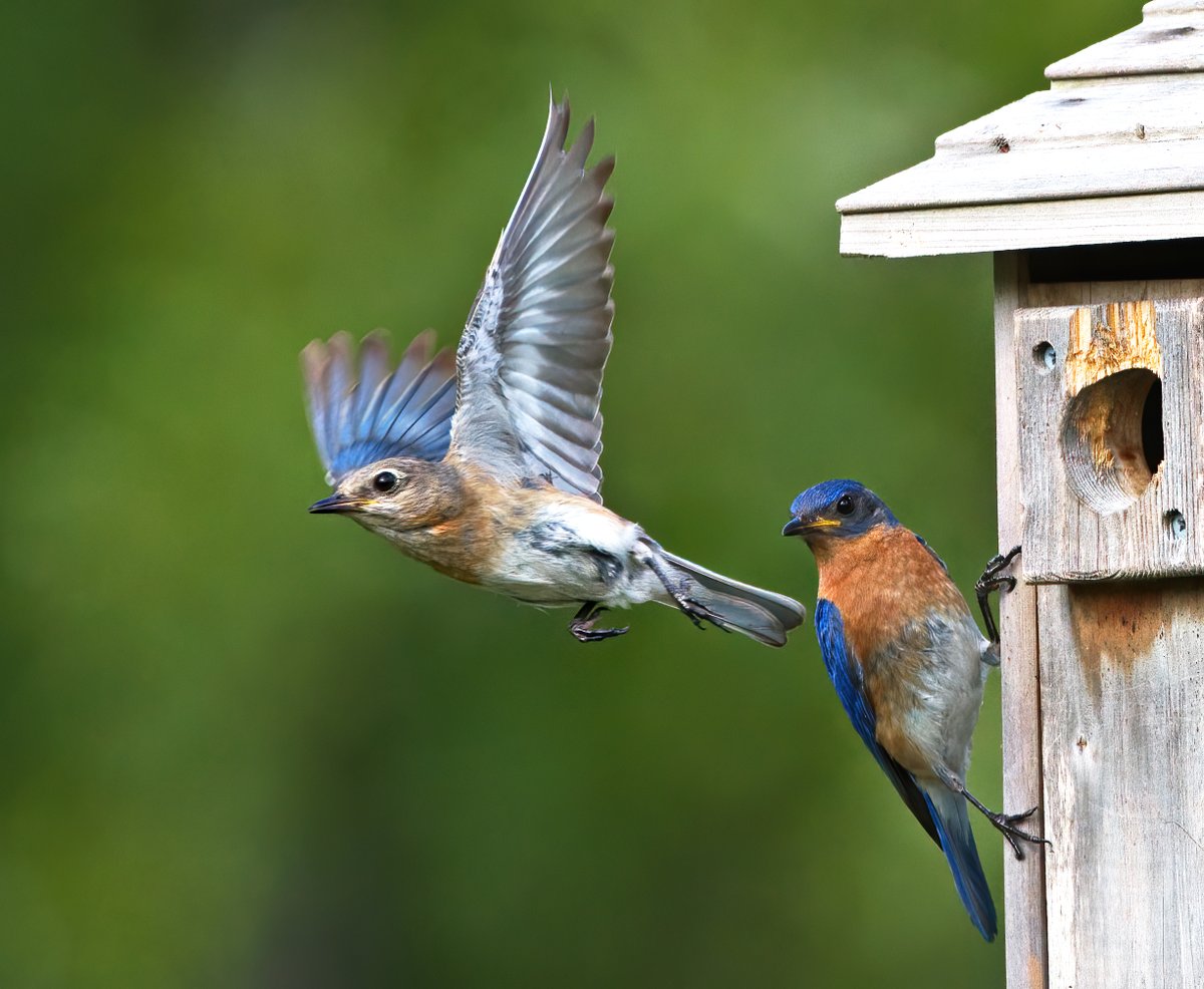 green_backyard's tweet photo. If birds are often seen flying around your garden, put out a bird feeder to feed these lovely birds is a good way to get close to nature. Here to learn some useful information on feeding garden birds effectively. https://t.co/JpcUQMmQs4
#birds #birdwatching #GreenBackyard https://t.co/lf1VIbBQxm