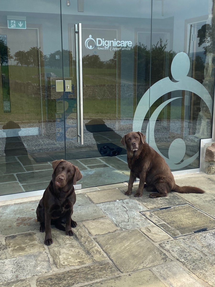 DignicareC's tweet photo. National take your dog to work day.
Here is Henry (R) and Daisy (L)
Henry and Daisy are regular visitors to the Dignicare office.
#nationaltakeyourdogtoworkday #labrador #homecare 
#Dignicare #skipton #bingley #ilkley #teamwork #care #carers #team #homecareservices https://t.co/dZS9eAqkfl