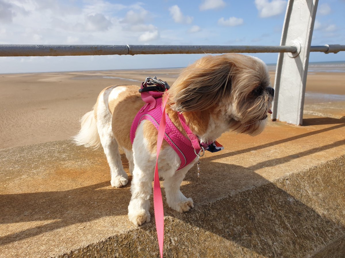 Bella🇬🇧 tweet media