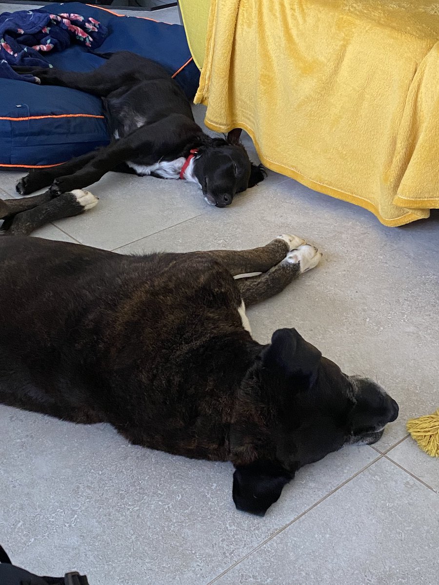 tinafitz37's tweet photo. The day is only good for snoozing #IrishSummers โ๏ธ #DogsOfTwitter https://t.co/LuD8gNkjZc