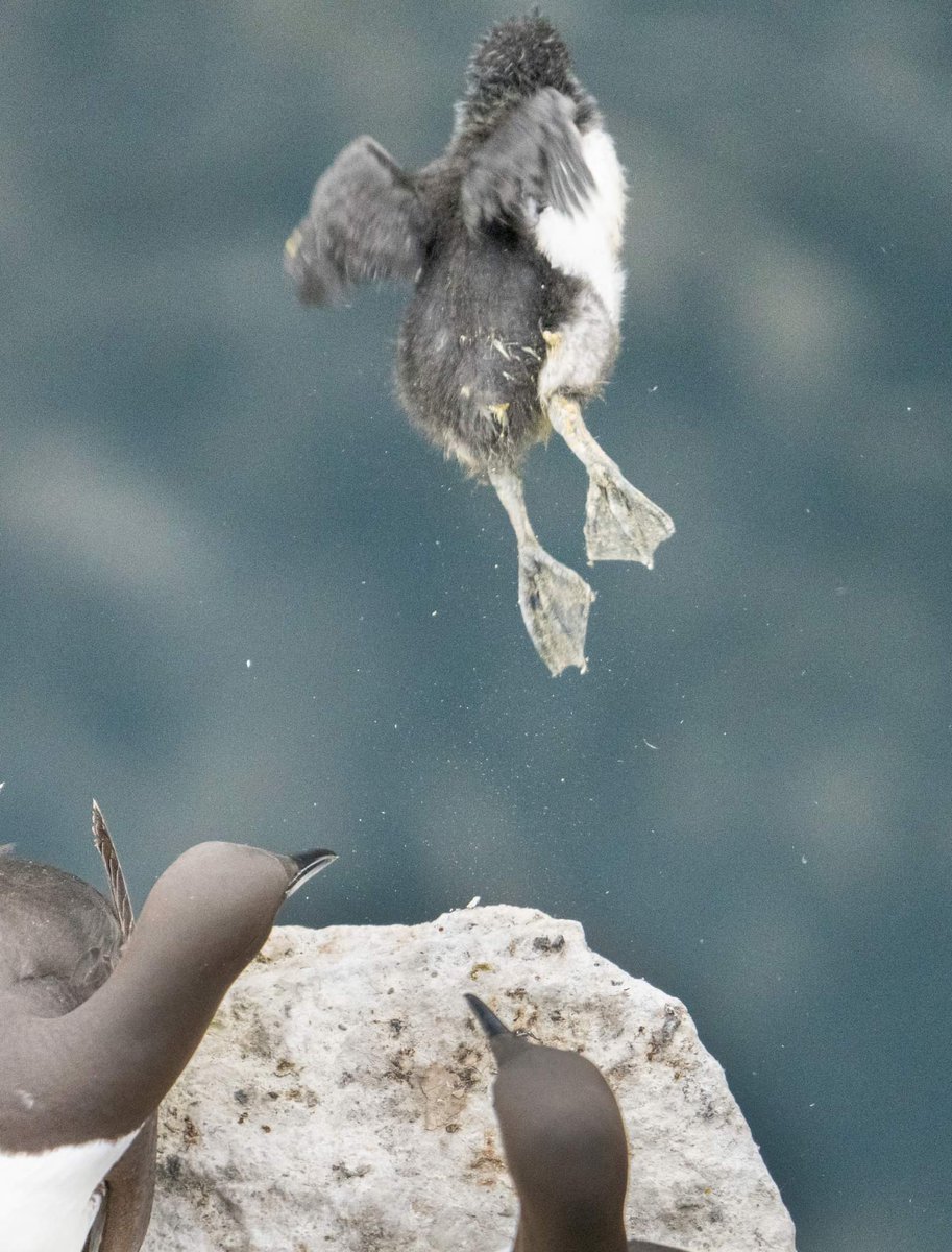 Naturalist_Sam's tweet photo. 33 days in the egg and ~20 days on the cliff building up to this moment. Full sequence of the Guillemot chick jumping off the cliff to join its dad on the sea for the first time. Must be quite the shock but also a relief to be able to wash itself! https://t.co/YlVF1Hs3kt