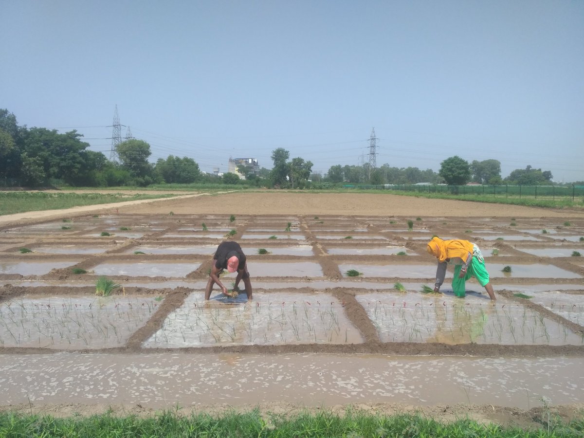 PawarTapish's tweet photo. Transplanting of rice for evaluation of biofugicides against sheath blight of rice caused by Rhizoctonia solani.
#Field_day https://t.co/xXQ6CK9yBp