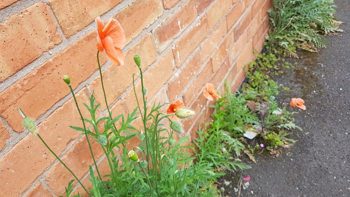 TalieSLT2021's tweet photo. @Wild_NG_ #poisonfreepavements Wow! After a quick wildflower ID on our street we have spotted at least 25 different species! Just think of all the insect life that can help support and how pretty!!!! https://t.co/KkWWCcJOK9