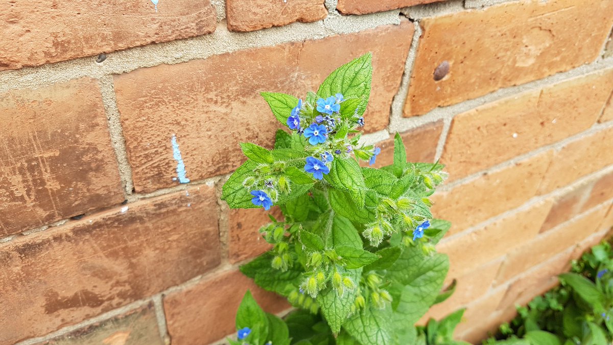 TalieSLT2021's tweet photo. @Wild_NG_ #poisonfreepavements Wow! After a quick wildflower ID on our street we have spotted at least 25 different species! Just think of all the insect life that can help support and how pretty!!!! https://t.co/KkWWCcJOK9
