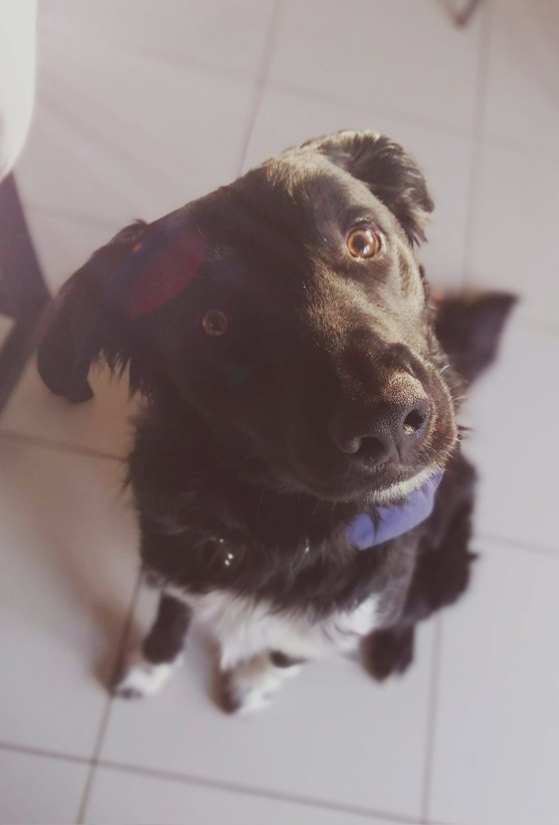 pcal1990's tweet photo. "If it's #DogFriendlyIrelandDay, does that mean I get ice cream?"
"Yes Cooper, it does." https://t.co/LQYCEFD4yY
