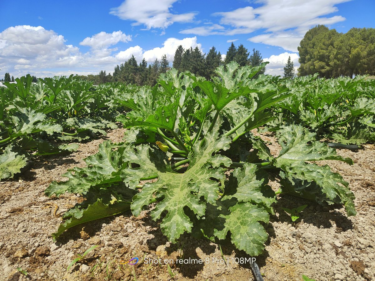 soledad_npz's tweet photo. Una gran agricultora detrás, mucho trabajo, cariño, mimo y cuidado al suelo, materia orgánica, rotación de  cultivos, como resultado un cultivo sano  🙌 #calabacin #SantaEngracia - Zaragoza https://t.co/X3b6ht7WmZ