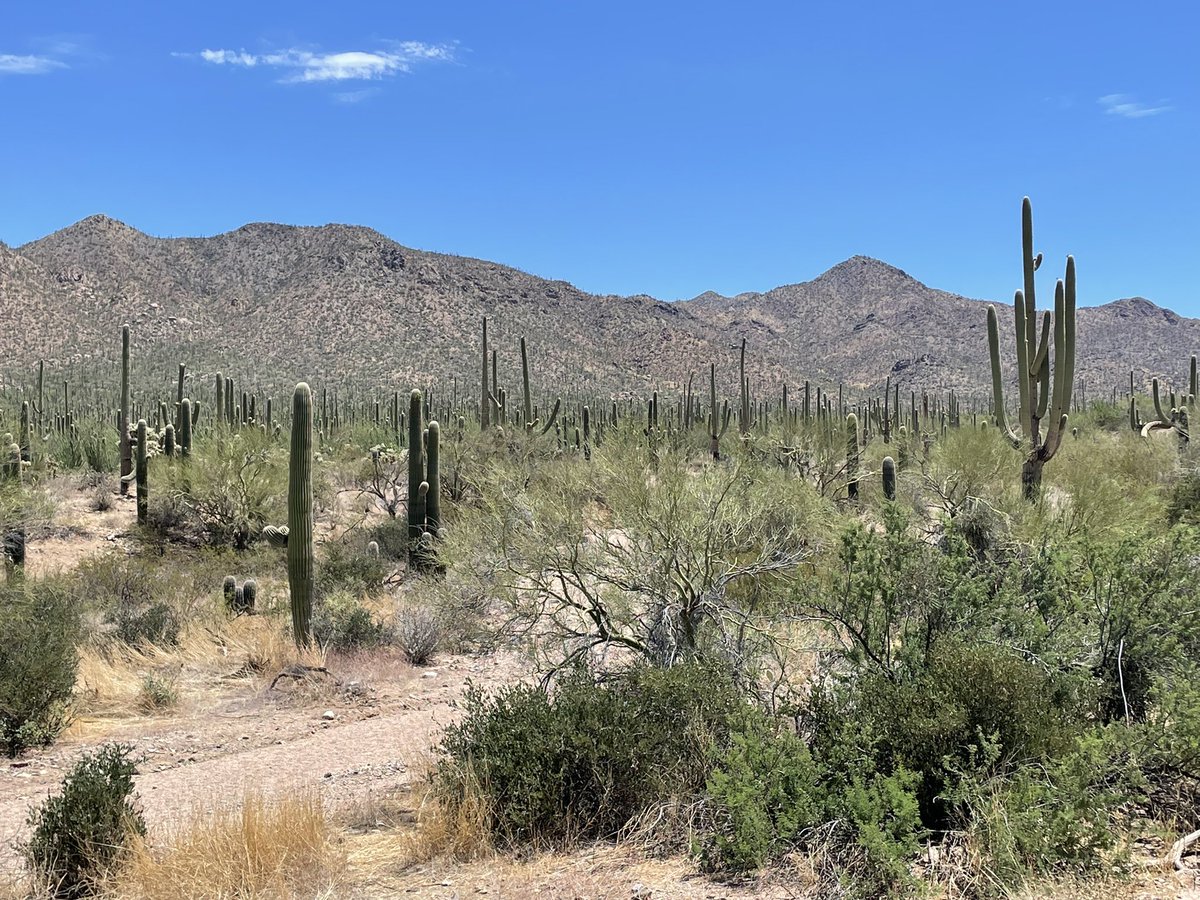 Visited Saguaro Nat’l Park yesterday. Corey <a href="/CulinarySHHS/">Corey Weitzel</a> has the food journey. I’ve got the scenery.