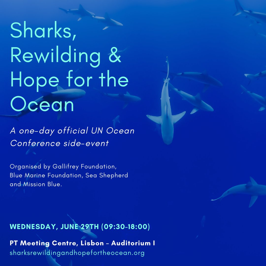 The 2022 UN Ocean Conference starts next week!
Don’t forget to tune in for the one-day official UN Ocean Conference side event Sharks, Rewilding and Hope for the Ocean on 29 June hosted by Blue Marine <a href="/Gallifrey001/">Gallifrey</a> <a href="/seashepherd/">Sea Shepherd</a> &amp; <a href="/MissionBlue/">Mission Blue</a>
Check it out: sharksrewildingandhopefortheocean.org
