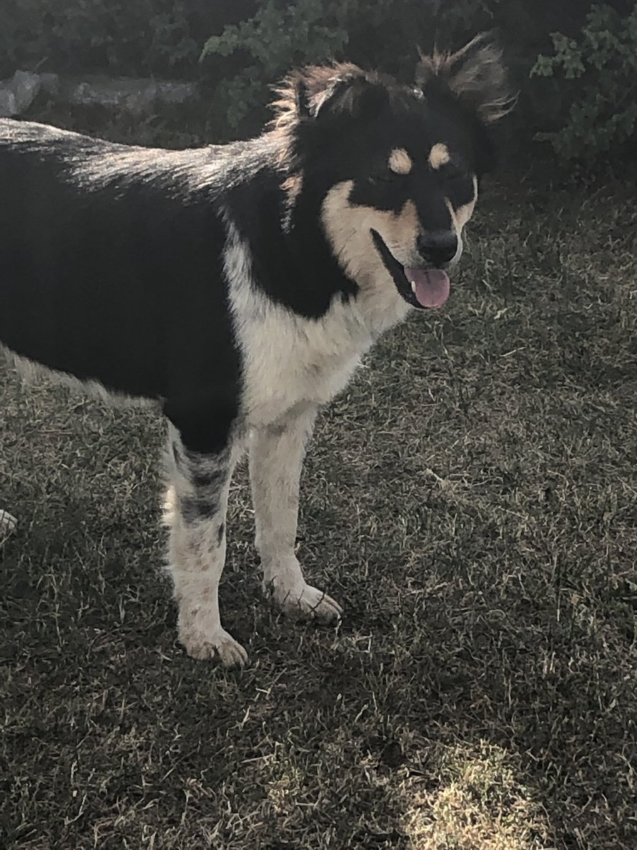 I have arrived at #Suceava #Airport after spending the last month with #BreakingtheChains. There are four dogs outside the Airport that I assume have been left by people fleeing #Ukraine. All beautiful animals. I am hoping they can be reunited with their owners. ❤️🐕✈️