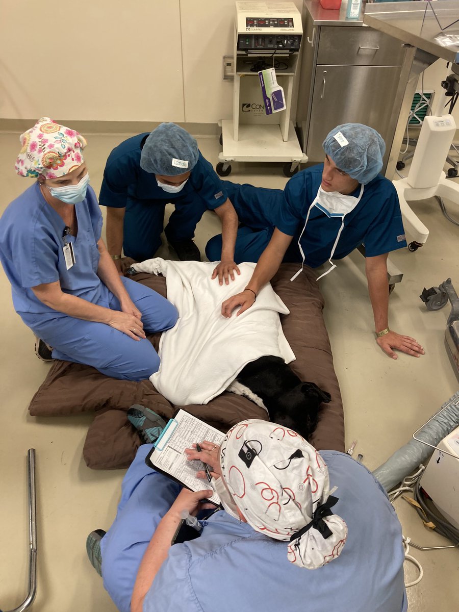BoilerVetCamp's tweet photo. Max’s surgery was a success! #TeamMadMax https://t.co/sR91Cu3BPU