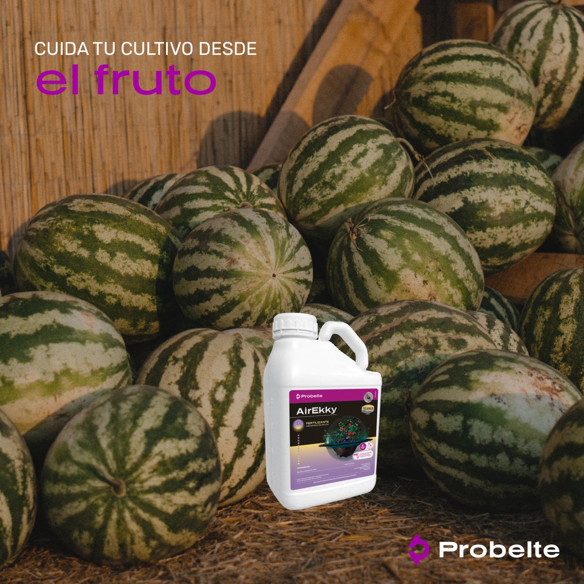 Mima el fruto de tu cultivo para conseguir las mejores cosechas. 🍉

AirEkky actúa directamente en la hoja, flor y fruta de tu cultivo, consiguiendo así cosechas de mayor calidad y mejor conservadas.

#Probelte #sectoragricola #agricultura #cultivos #innovación #biotecnologia
