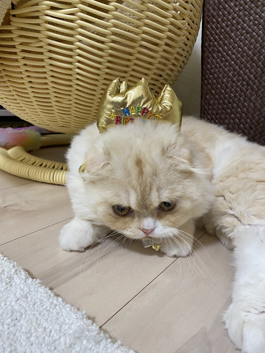 tlittlemen's tweet photo. 久々の更新はゆき丸の誕生日🐱
1才おめでとう🐱 https://t.co/bUd6xV6wox