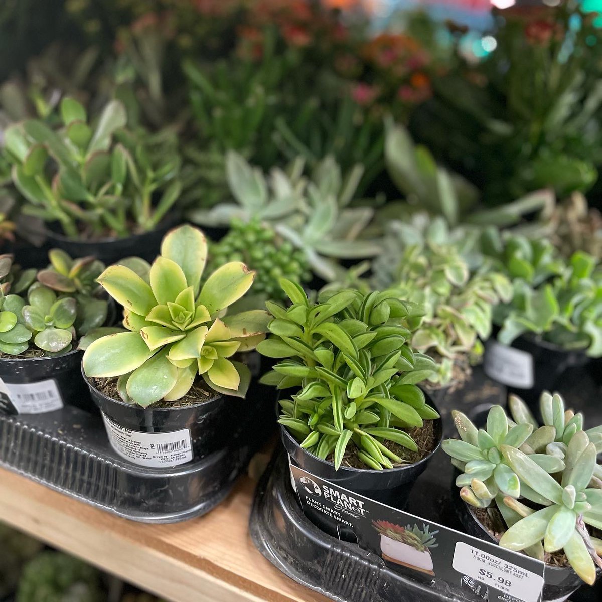 metwocarla's tweet photo. I’m always tempted with the starter #plants 🪴. #homelife #basicliving #houseplants https://t.co/GvCrJ6Sf9B