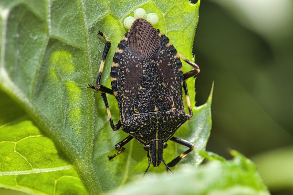 AstaPappataci's tweet photo. おやすみなさい😴
産卵中
#キマダラカメムシ
#yellowspottedstinkbug
#黃斑黑蝽
#Erthesina_fullo https://t.co/y8LnpOm3oj