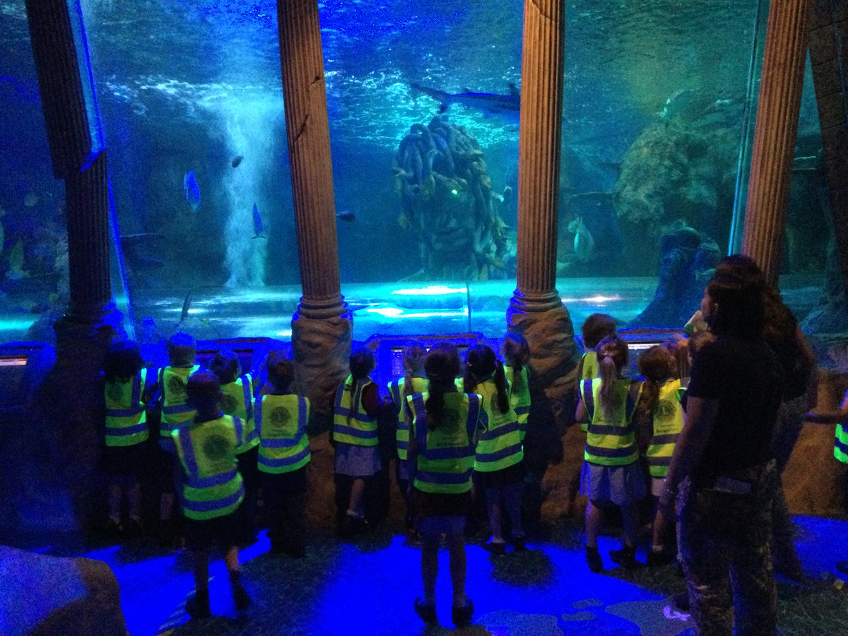 AlburghCE's tweet photo. Yesterday #acornsclass and #seedlingsclass had a brilliant day at @SEALIFEYarmouth https://t.co/8xstoiLybl