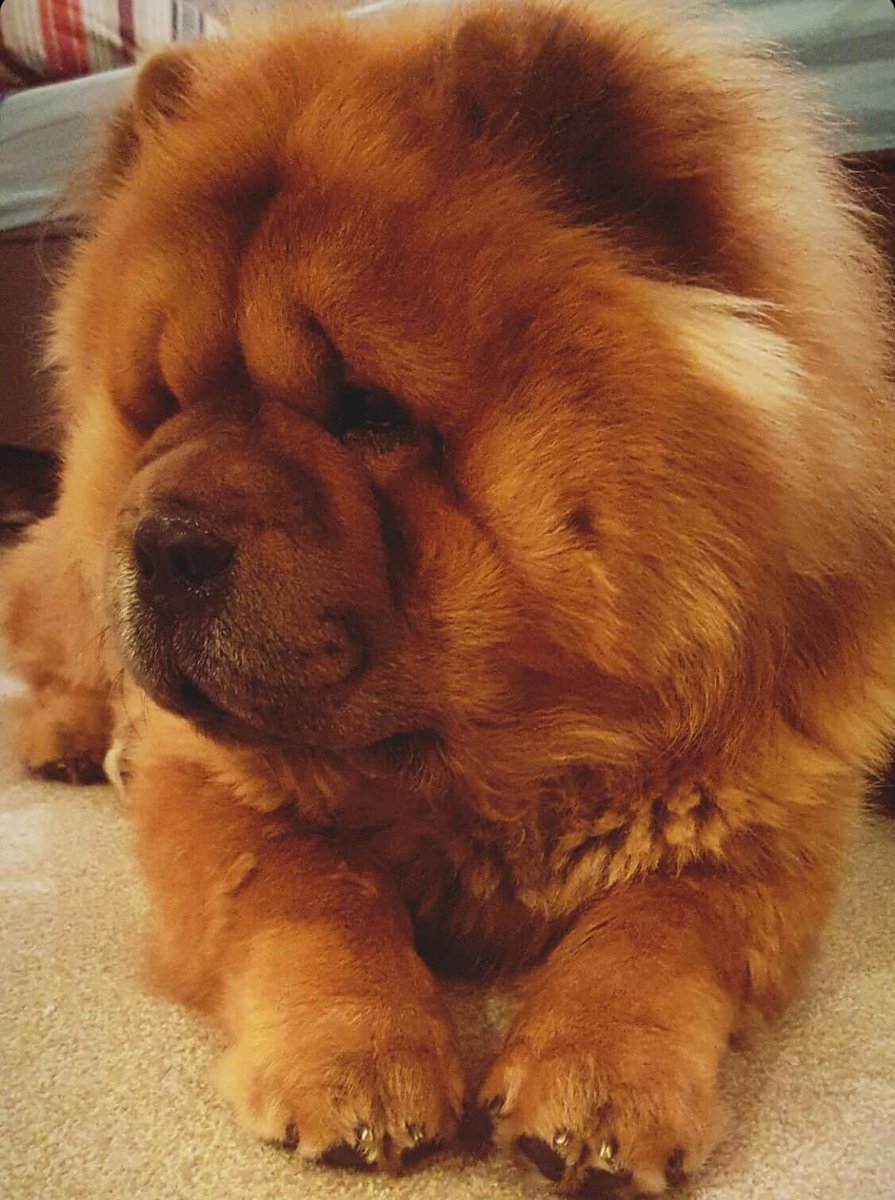 patientsco's tweet photo. You'd be forgiven for thinking Yogi and Poco are bears or lions, but we promise they are dogs! #BringYourDogToWorkDay https://t.co/UeErHBgIs5
