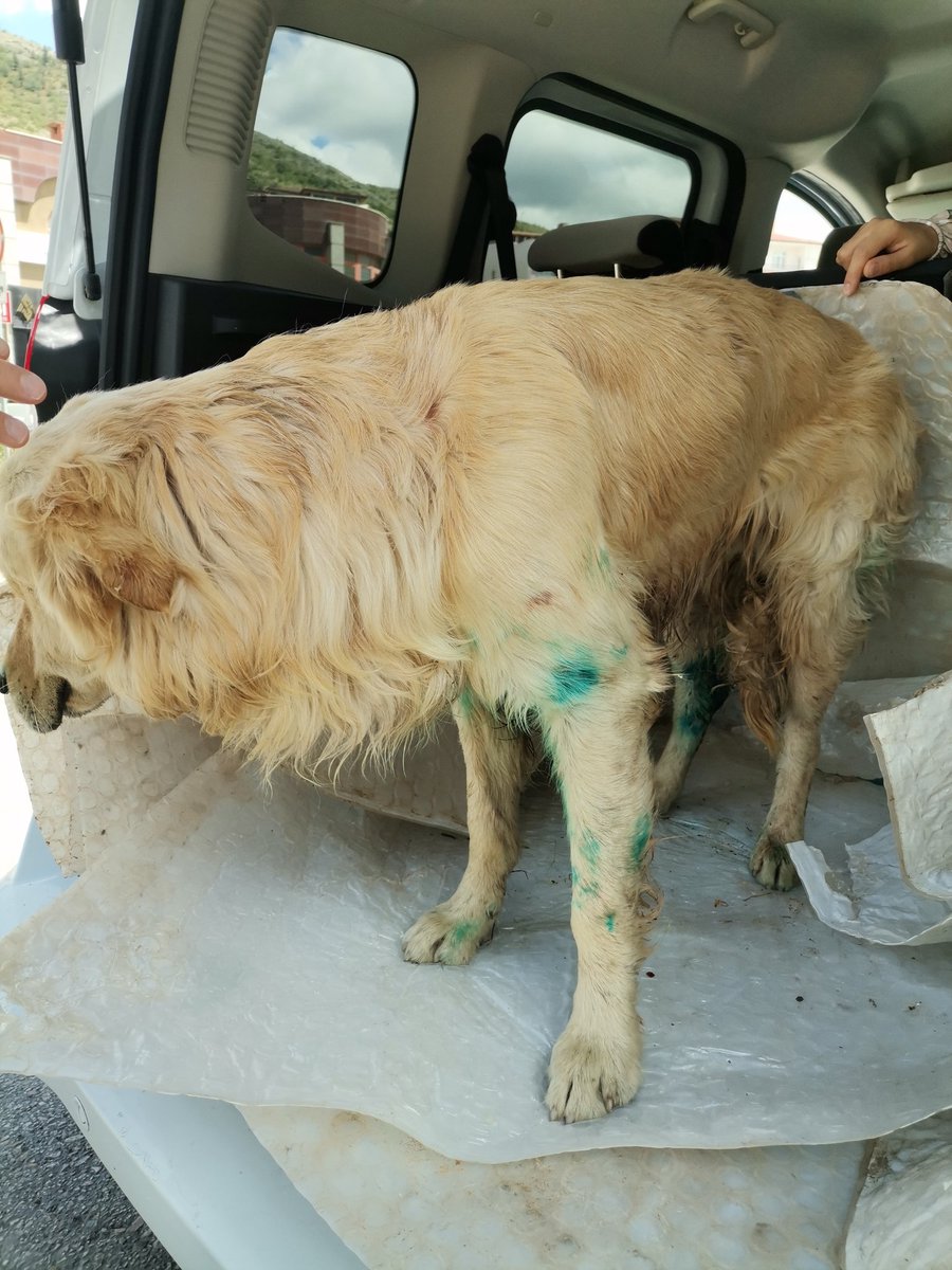 masum_gozler's tweet photo. 🆘 TEDAVİ ETTİRECEK GÖNÜLLÜ ARANIYOR 🆘
Köpeğimiz göğsünden ve bacaklarından ısırılmış durumda, ara ara kanamasıda oluyo, veterinere getirdik ama imkanımız yok şuan, destek bulma şansınız var mı acaba
@hmtbrr https://t.co/kJWynlP8cz