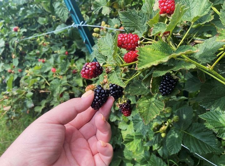 paulkvineyards's tweet photo. No weekend plans? No problem! There's always something to do at Paulk Vineyards.
☀Summer Bingo Night - Friday, June 24th
🎼Blackberries &amp; Blues feat. The Page Brothers Band - Saturday, June 25th. https://t.co/F7UxbYbb3M
