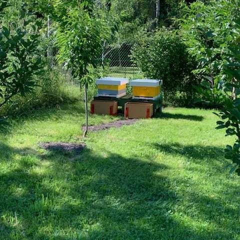Safety_Always's tweet photo. The bees are on the job making honey!
#honeybees #nature #environment #bees https://t.co/R667SWxBzC