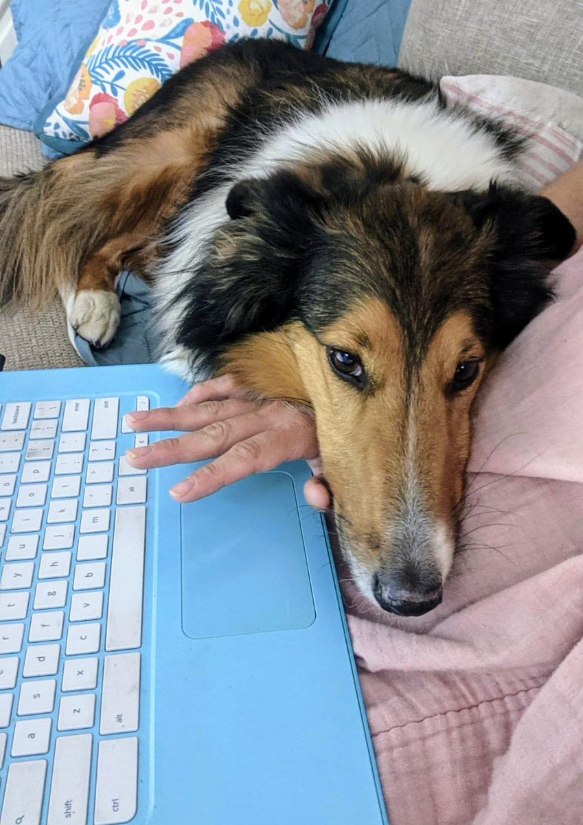 Its National Take Your Dog To Work Day! Does your dog ever get to go to work with you? or do you work from home with your pup by your side? 

Pictured is Jamie's (one our Admin Managers) pup helping her out with her work. 🐾💻  #NobleBeastFurever #DenverDogTraining