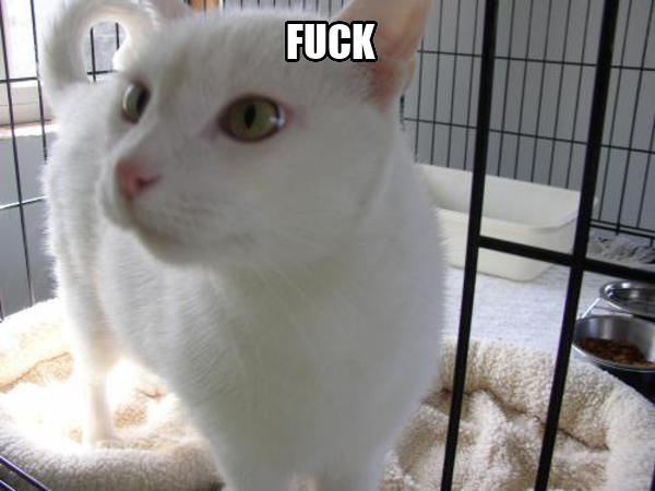 cat_grips's tweet image. 