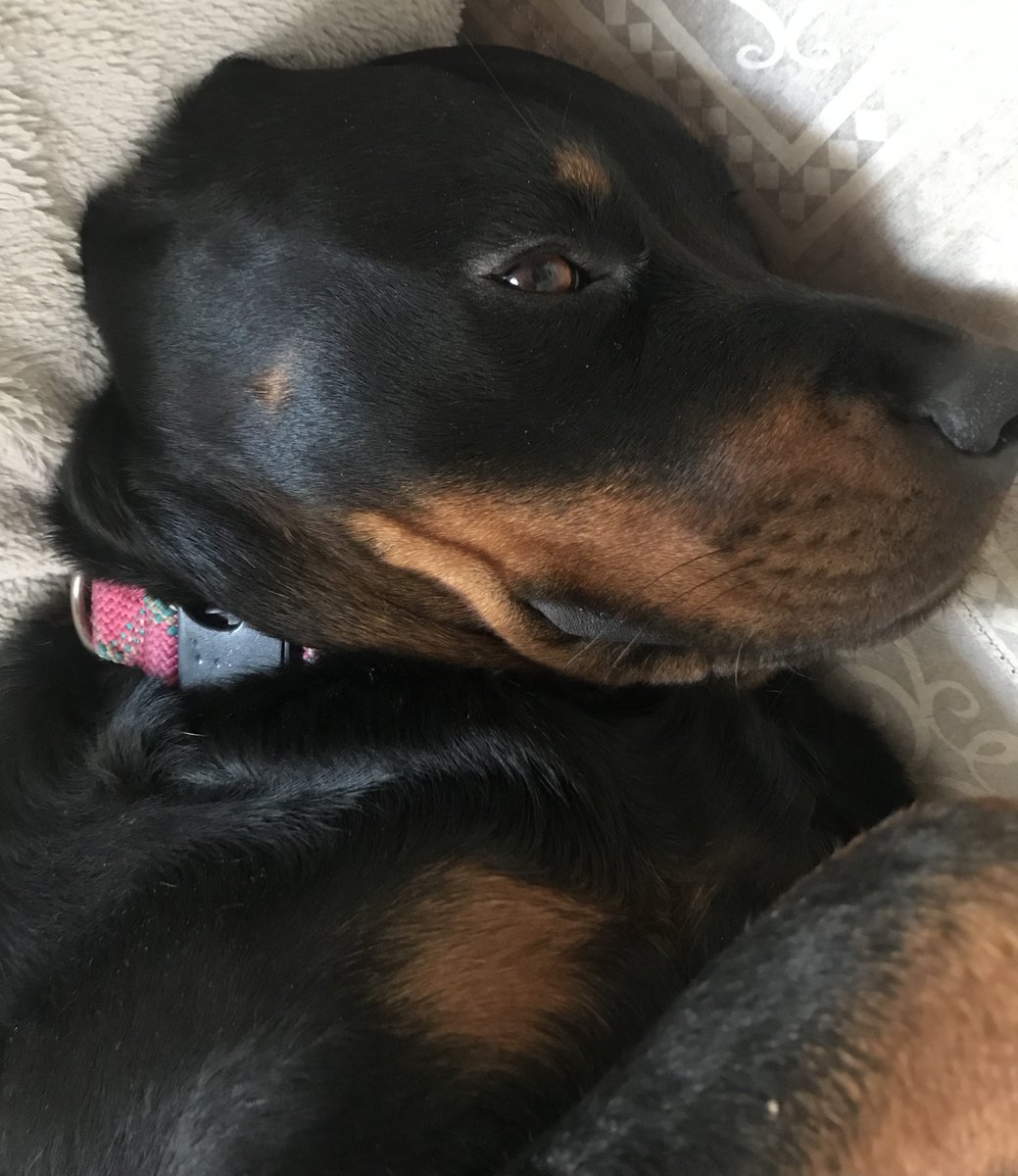 Rayna the Rottie tweet media