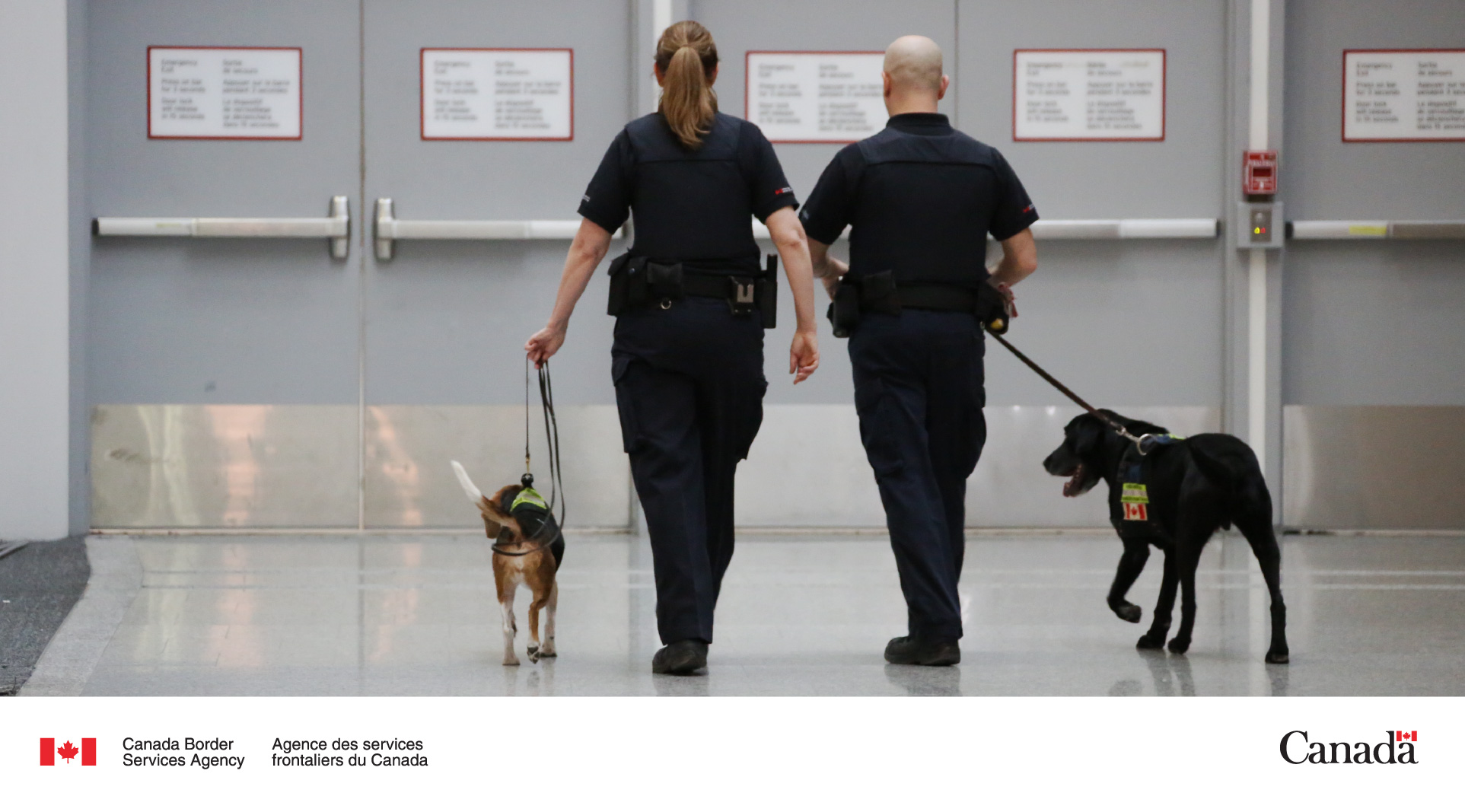 what do you need to take a dog across the canadian border